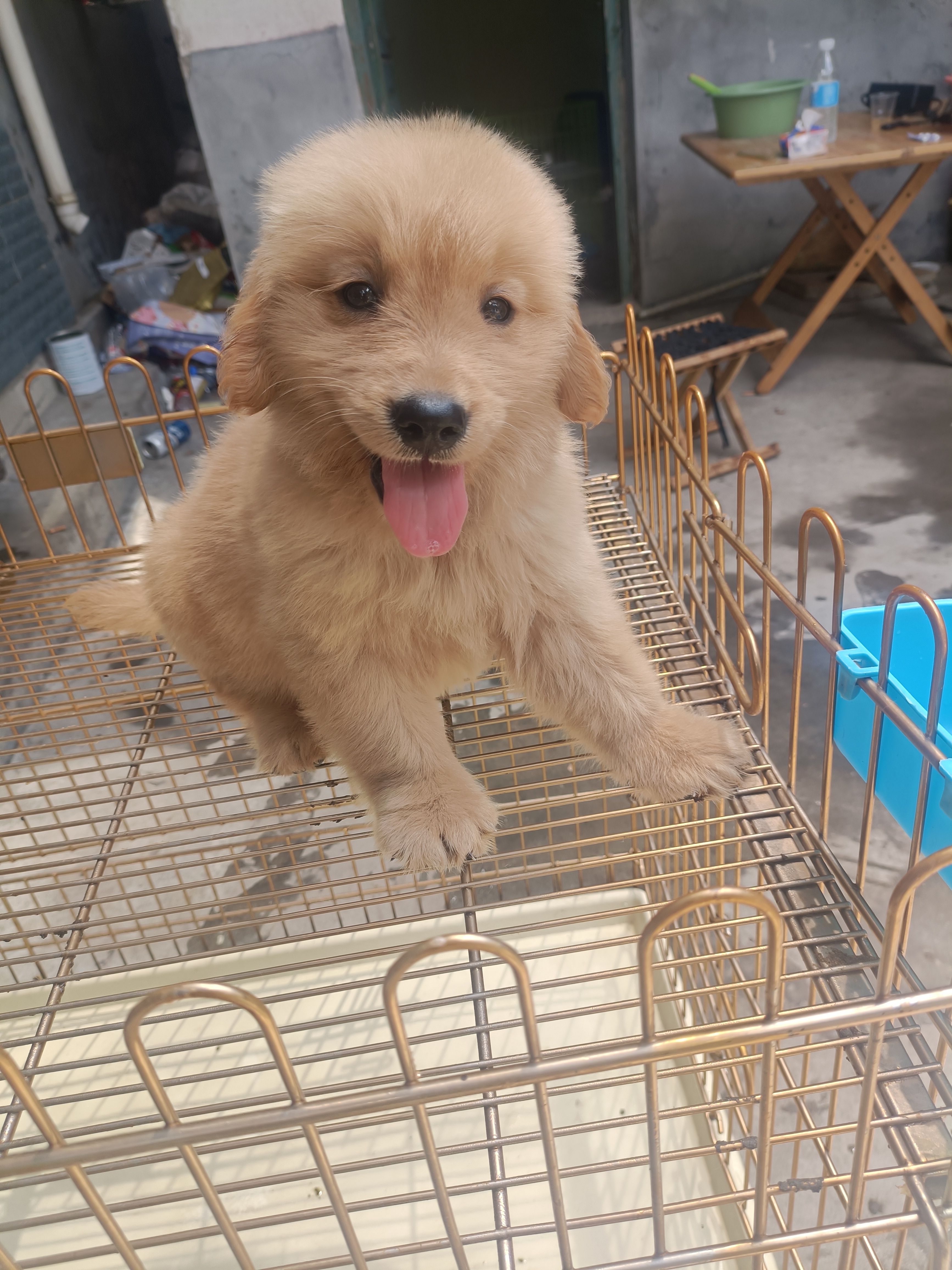 双血统金毛